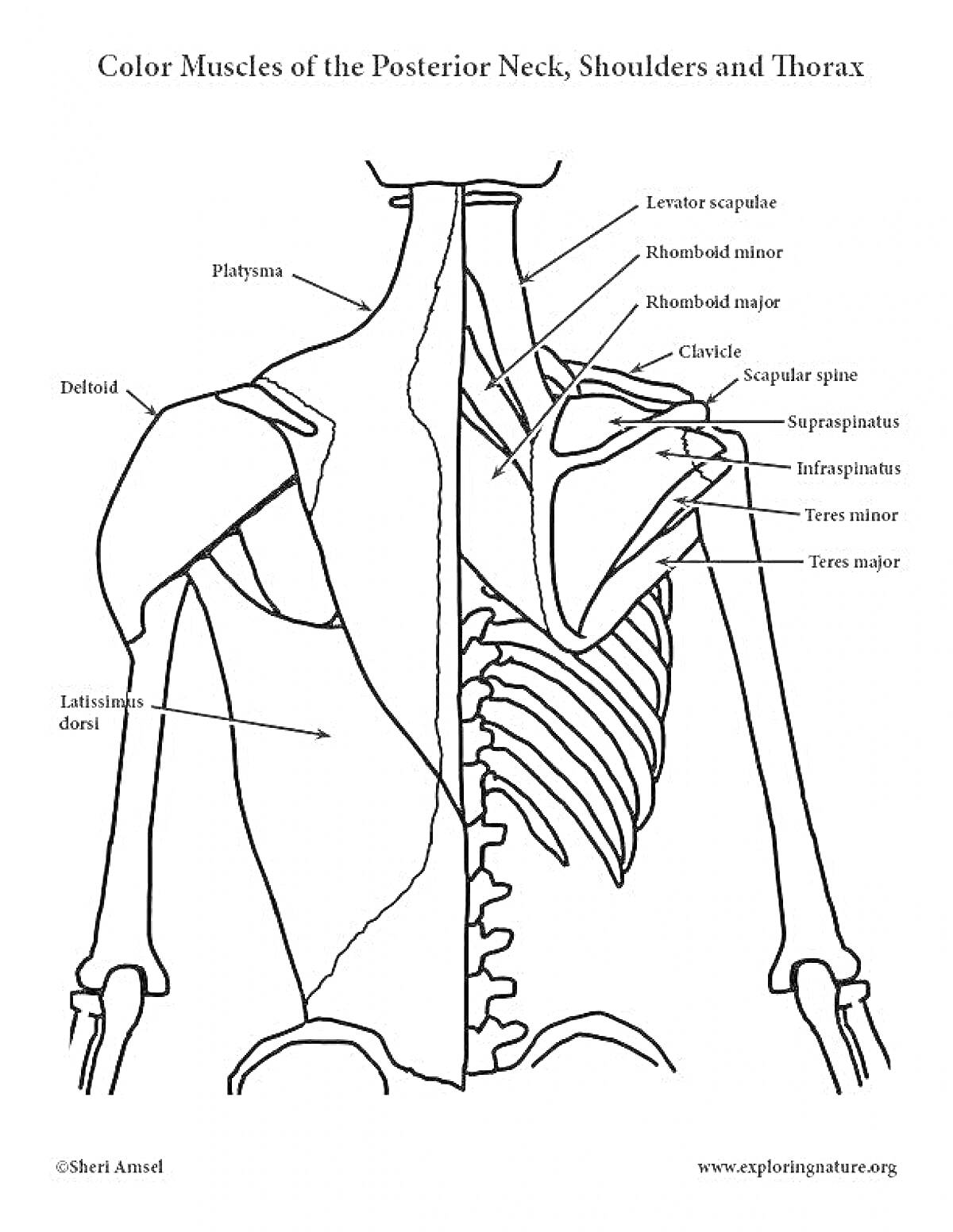 Раскраска Color Muscles of the Posterior Neck, Shoulders and Thorax: Levator Scapulae, Rhomboid Minor, Rhomboid Major, Clavicle, Scapular Spine, Supraspinatus, Infraspinatus, Teres Minor, Teres Major, Deltoid, Latissimus Dorsi, and Platysma.