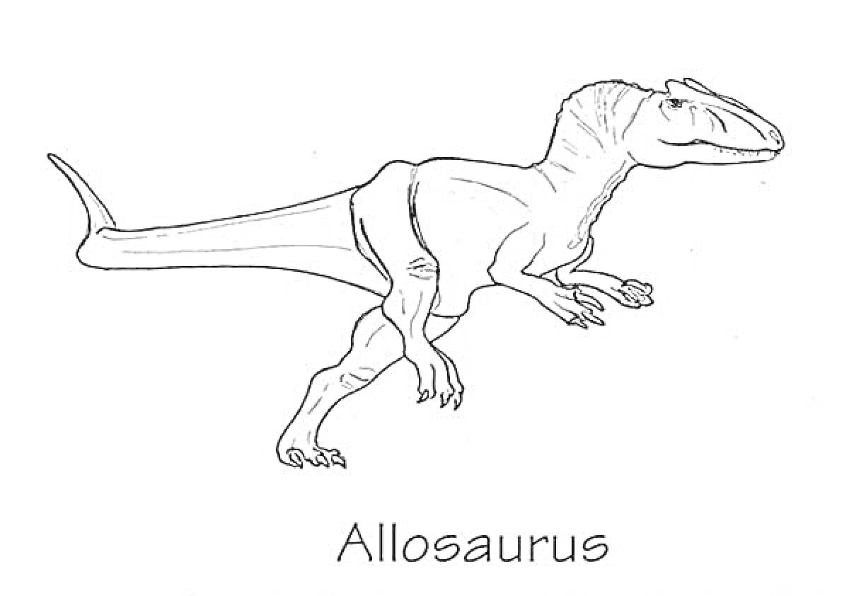 На раскраске изображено: Аллозавр, Динозавр, Надпись