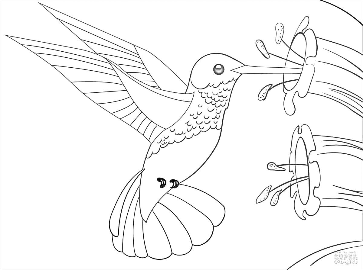 На раскраске изображено: Колибри, Цветы, Нектар, Птица, Природа, Для детей, Антистресс, Крылья, Хвост