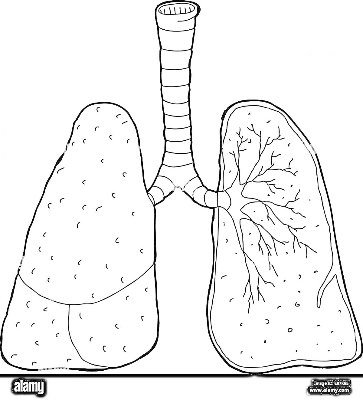 РаскраскаРаскраска легкие человека с трахеей и бронхиальным деревом для детей