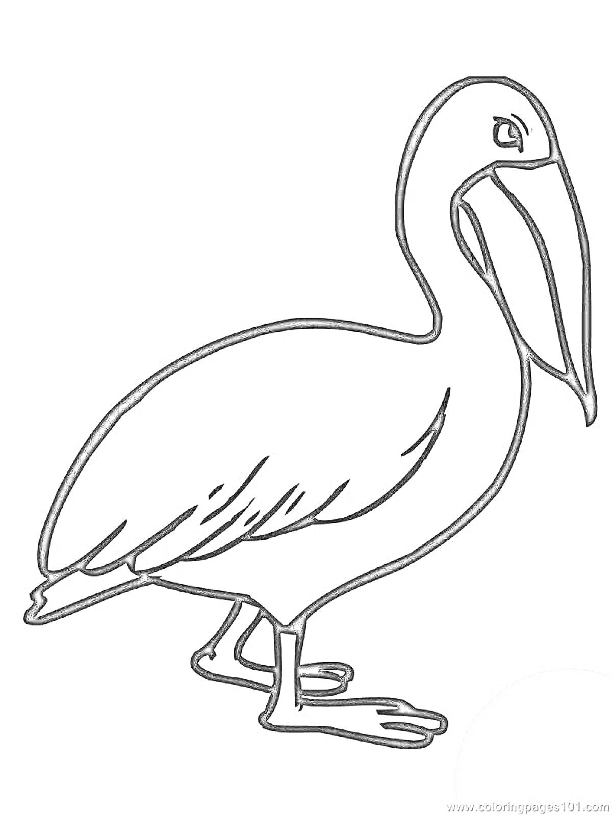 На раскраске изображено: Пеликан, Птица, Белый фон