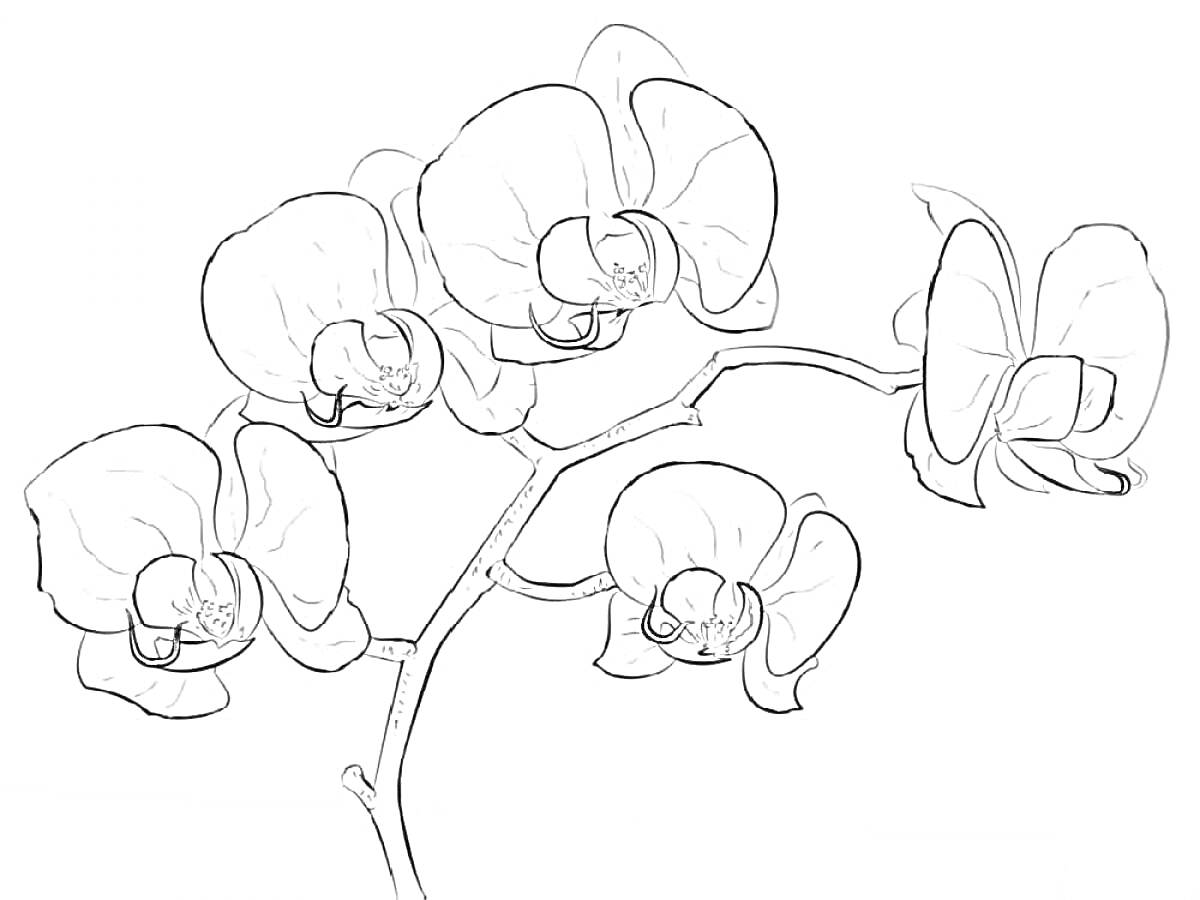 Раскраска Ветка орхидеи с пятью цветками