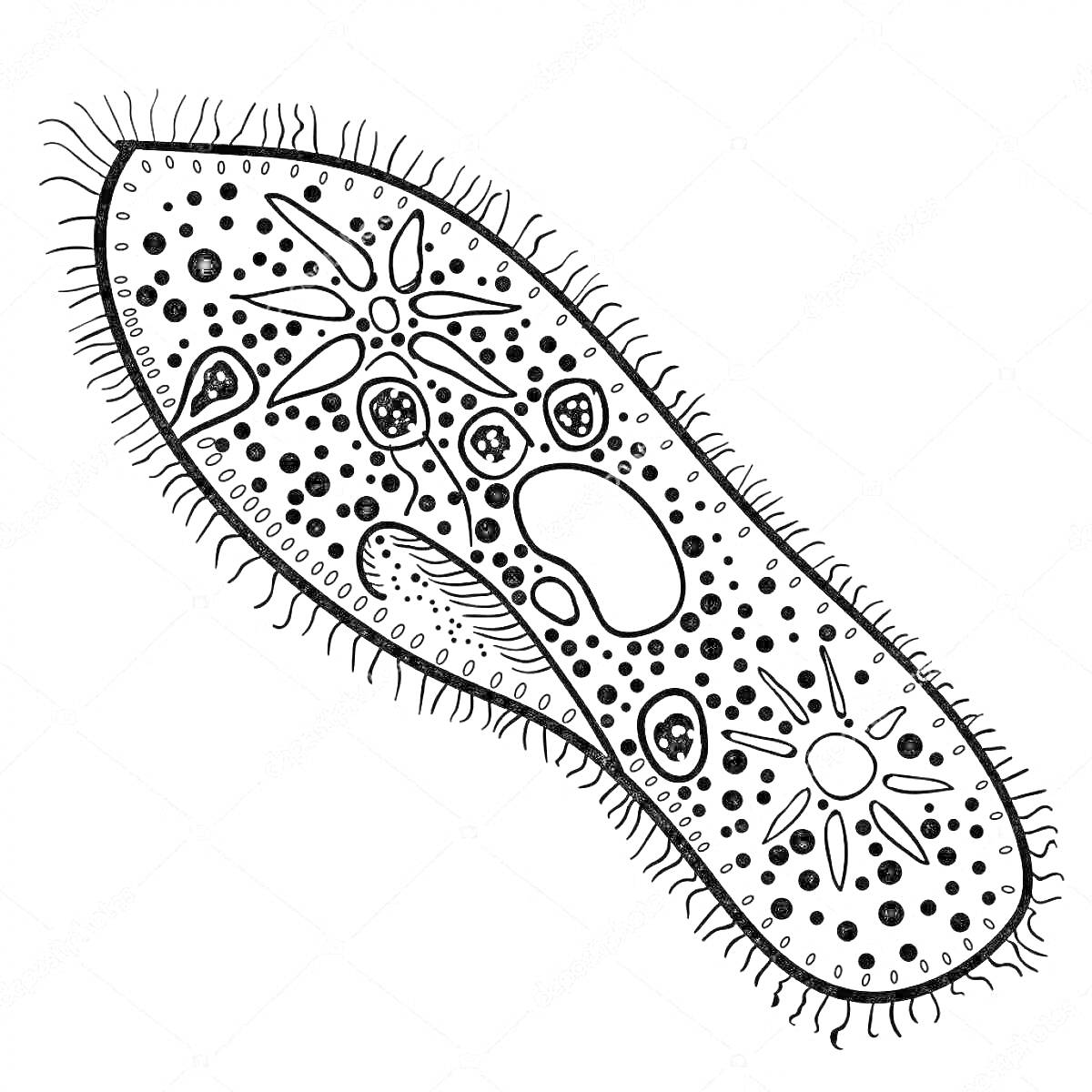 Раскраска Инфузория туфелька с ресничками и внутриклеточными органеллами