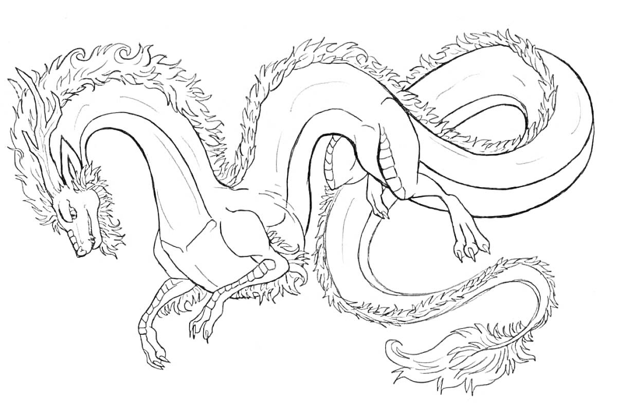 Раскраска Извивающийся китайский дракон с гривой, лапами и длинным хвостом