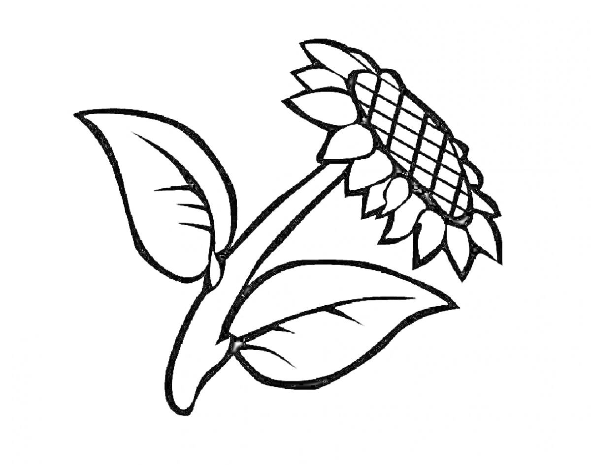 Раскраска Раскраска с изображением подсолнечника с тремя листьями
