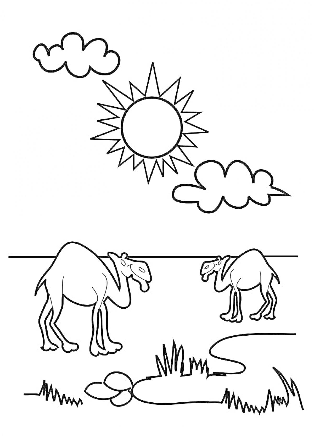 Два верблюда в пустыне, солнце в небе, облака, трава, ручей