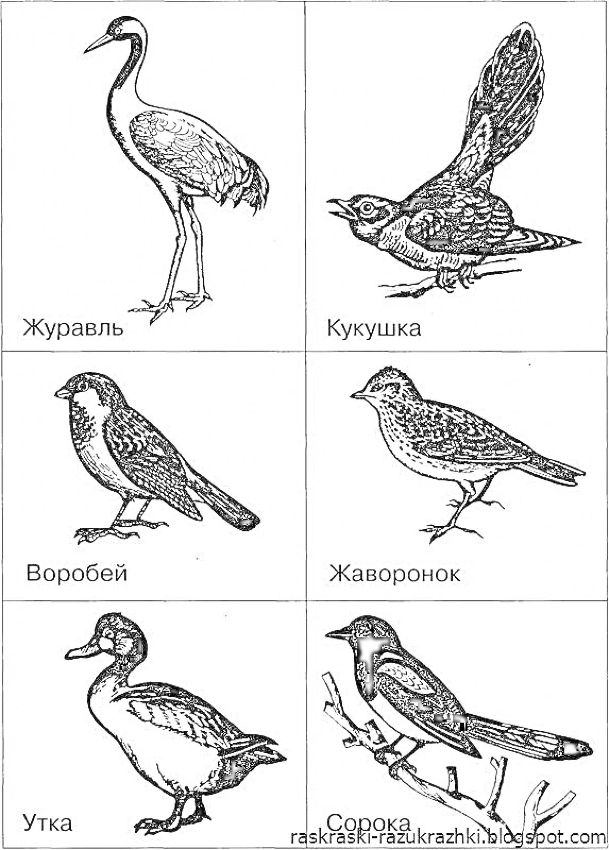 На раскраске изображено: Журавль, Кукушка, Воробей, Жаворонок, Утка, Сорока