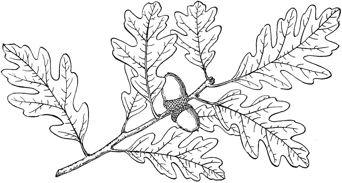 На раскраске изображено: Ветка, Дубовые листья, Листва, Природа, Ботаника