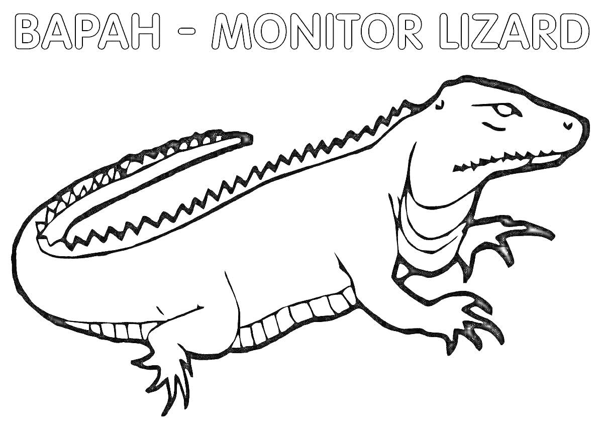На раскраске изображено: Варан, Комодский варан