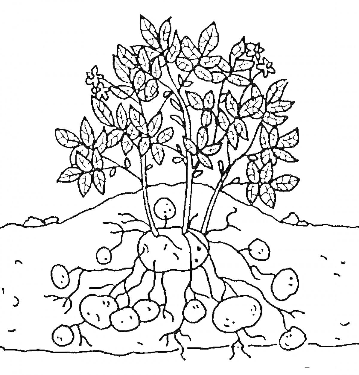 На раскраске изображено: Картофель, Клубни, Листья, Цветы, Растения, Земля, Корни