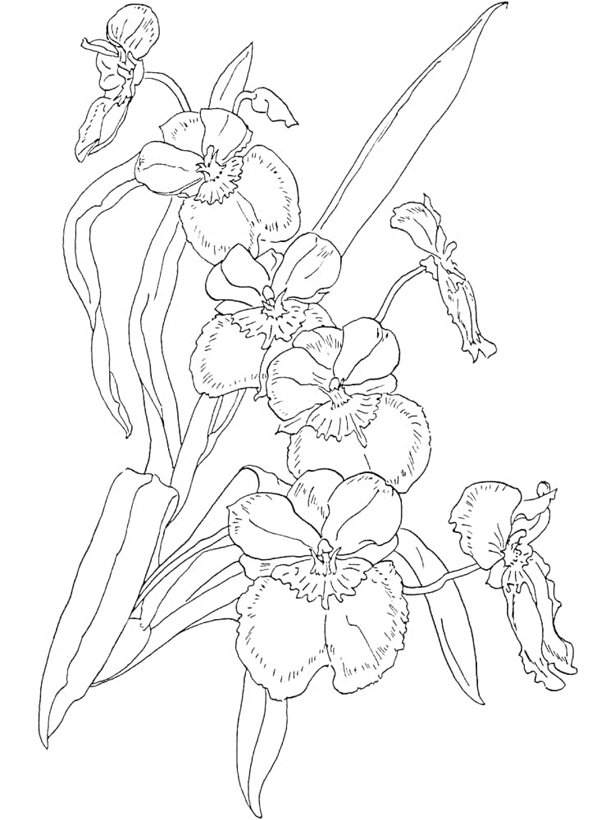Раскраска Орхидея с цветками и листьями