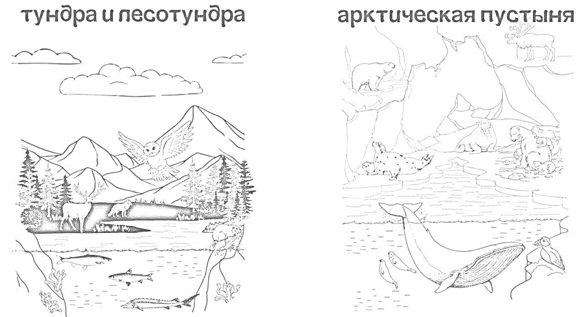 На раскраске изображено: Тундра, Лесотундра, Сова, Рыба, Деревья, Горы, Река, Медведь, Ледники, Полярная сова, Тюлень, Морж