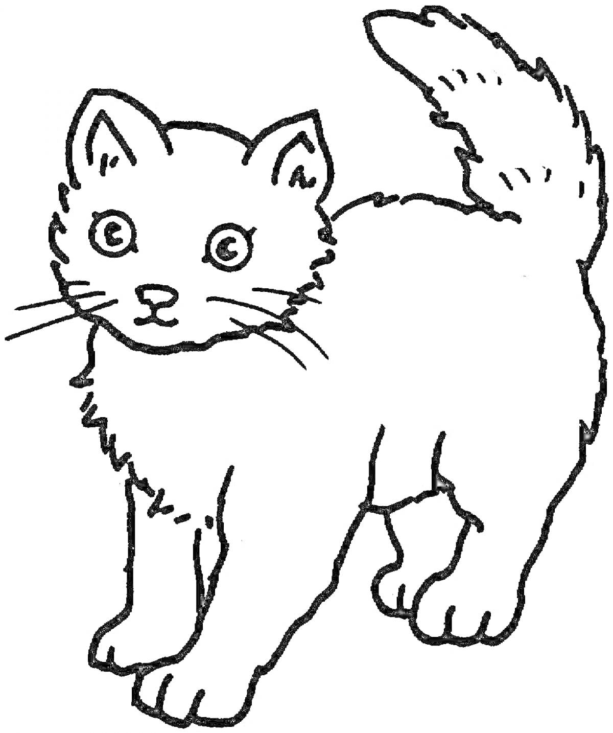 На раскраске изображено: Животные, Для детей, 3-4 года, Пушистый хвост, Контурные рисунки, Кот
