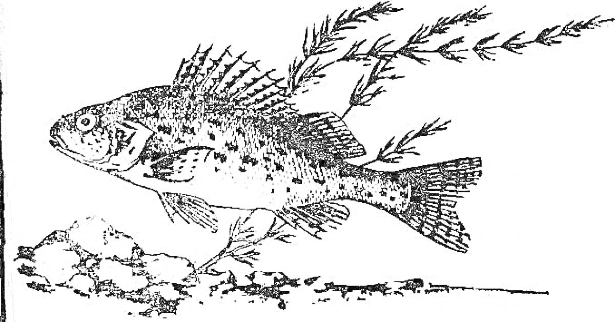 Раскраска Ерш среди подводных растений и камней
