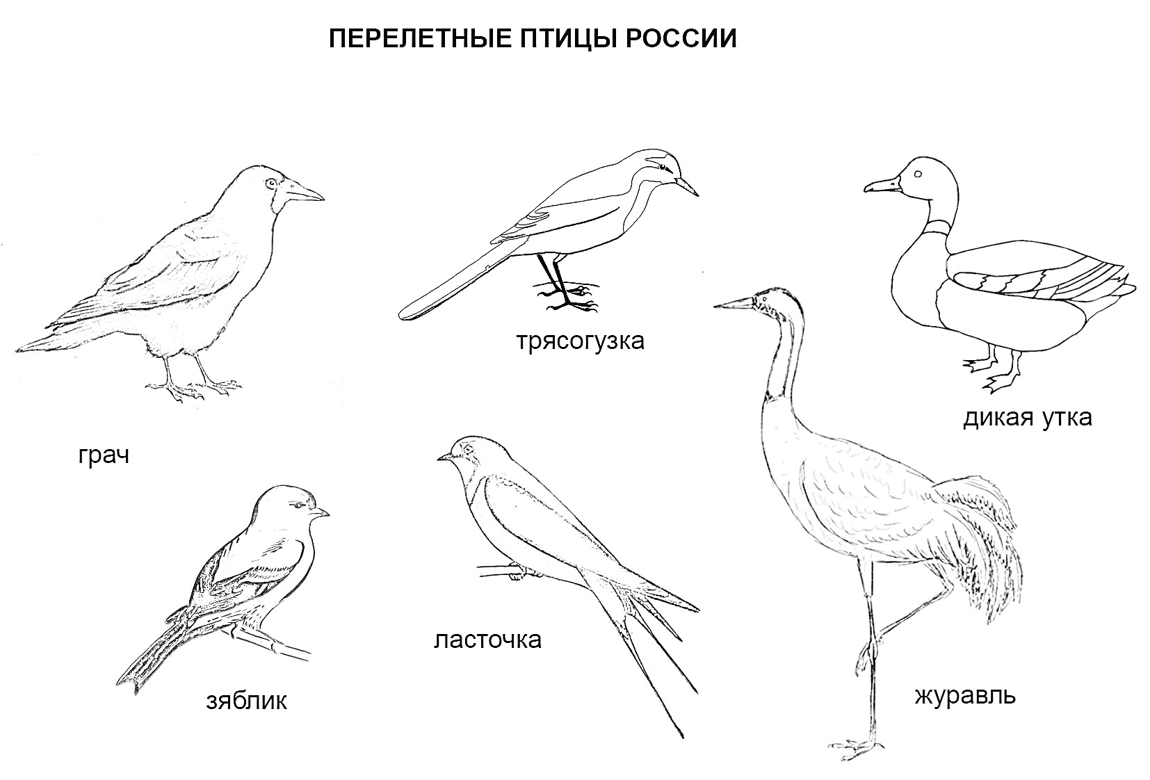 На раскраске изображено: Грач, Трясогузка, Зяблик, Ласточка, Журавль, Россия, Птица