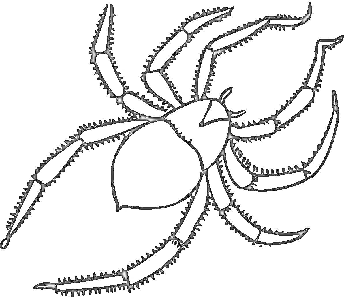 Раскраска Раскраска паука с восемью ногами и телом, схемный рисунок для детей