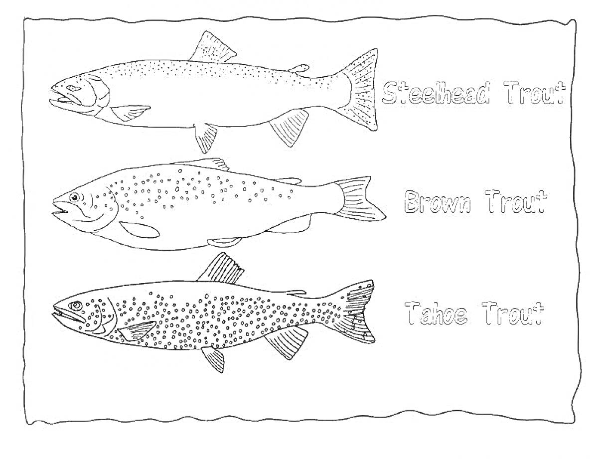 Раскраска с изображением рыб: стальноголовая форель (Steelhead Trout), ручьевая форель (Brown Trout), озерная форель (Lake Trout) с подписями рядом.