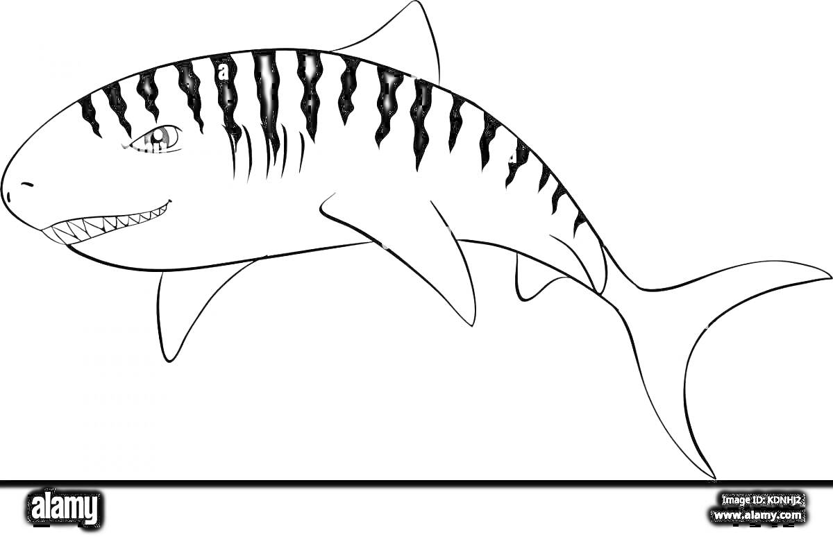 Раскраска Тигровая акула с характерными полосами
