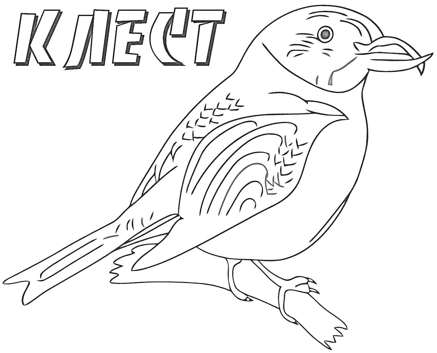 На раскраске изображено: Птица, Зима, Ветка, Пернатые, Зимующие птицы