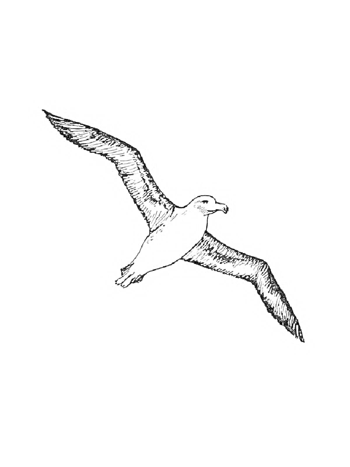 Раскраска Альбатрос в полете с широкими крыльями