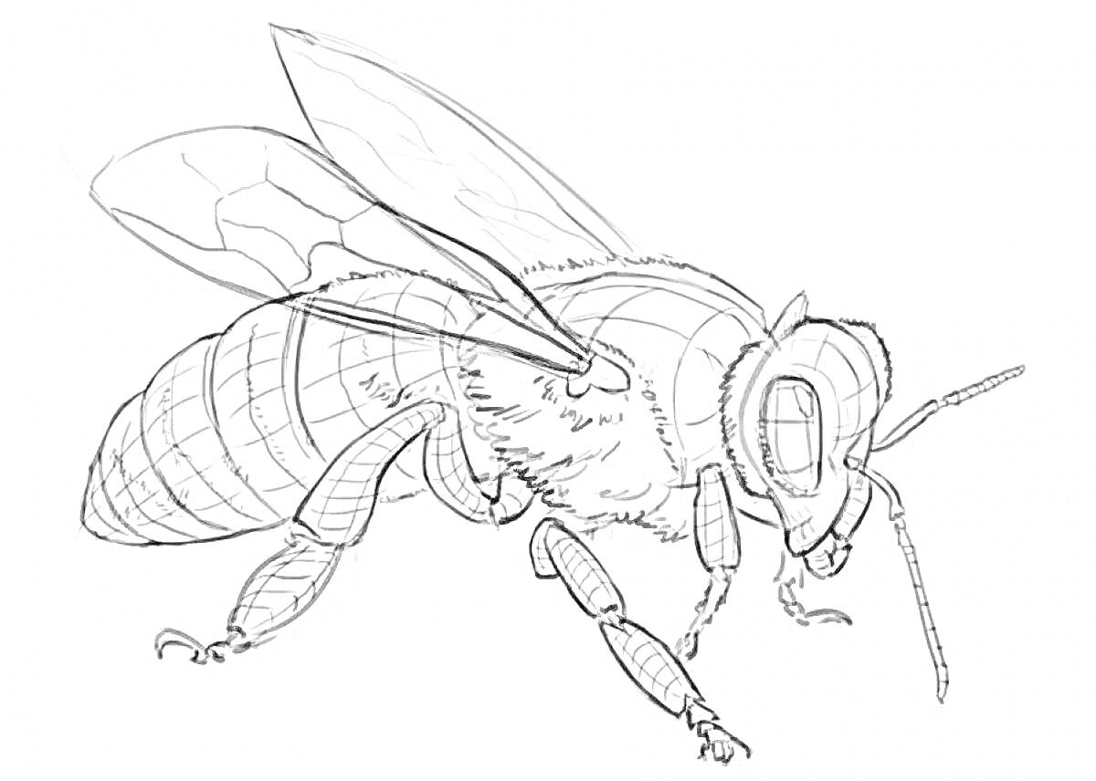 Раскраска Черно-белая раскраска шершня с деталями тела, крыльями и усиками