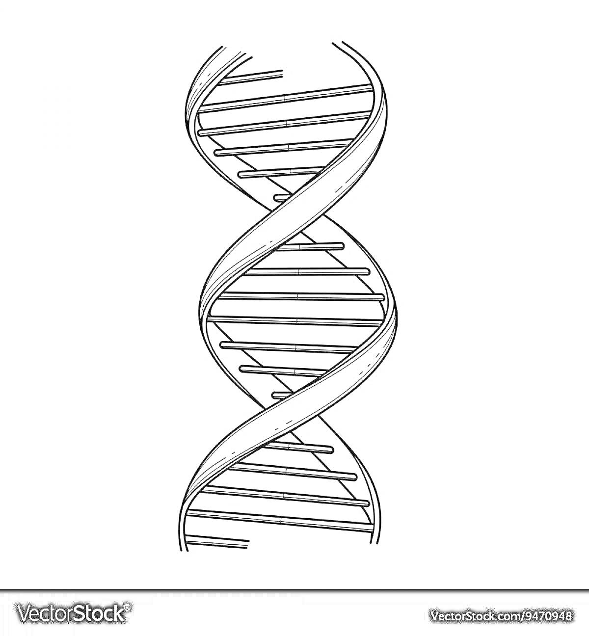 Раскраска Спираль ДНК с двойной цепочкой и поперечными связями