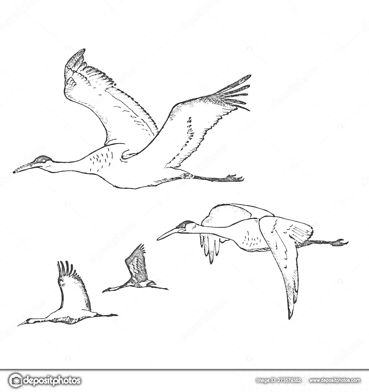 Раскраска Летящие журавли — четыре журавля в полёте на белом фоне
