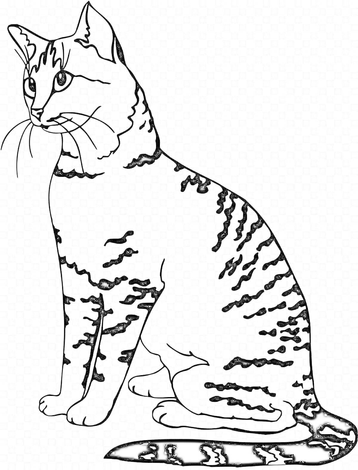 Раскраска Бенгальский кот сидит с поднятой головой и полосами на теле