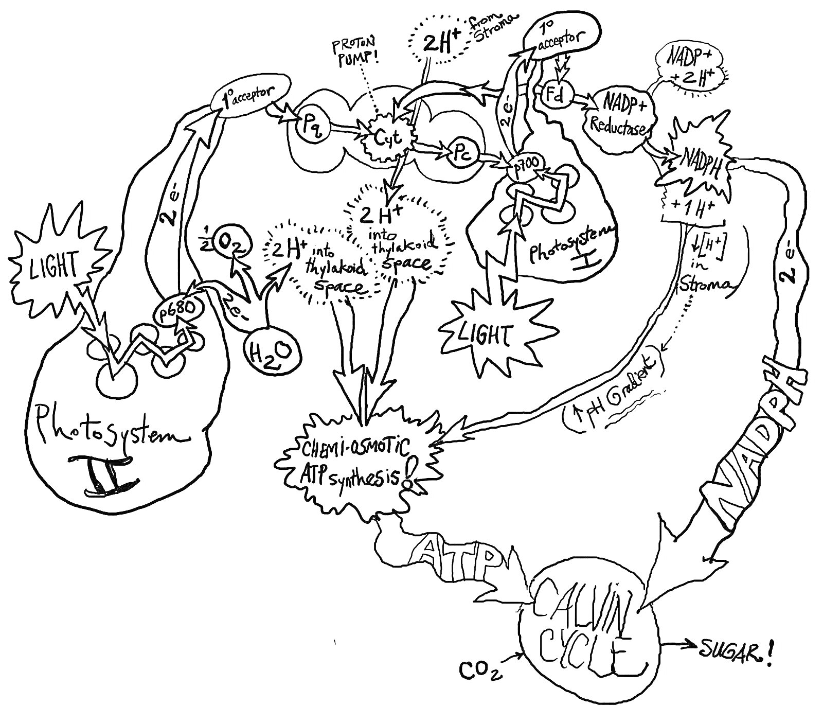 Раскраска фотосистема II, свет, фотосинтез, фотосистема I, хемосинтез, ATP-synthase, NADPH, цикл Кальвина, CO2, сахар, H2O, электротронный перенос, H+, QH2, Z+, ферменты, глюкоза