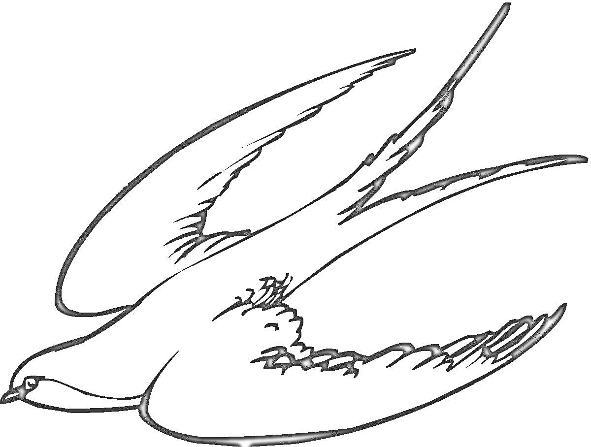 На раскраске изображено: Ласточка, Птица, Полет, Для детей, Крылья, Хвост, Природа