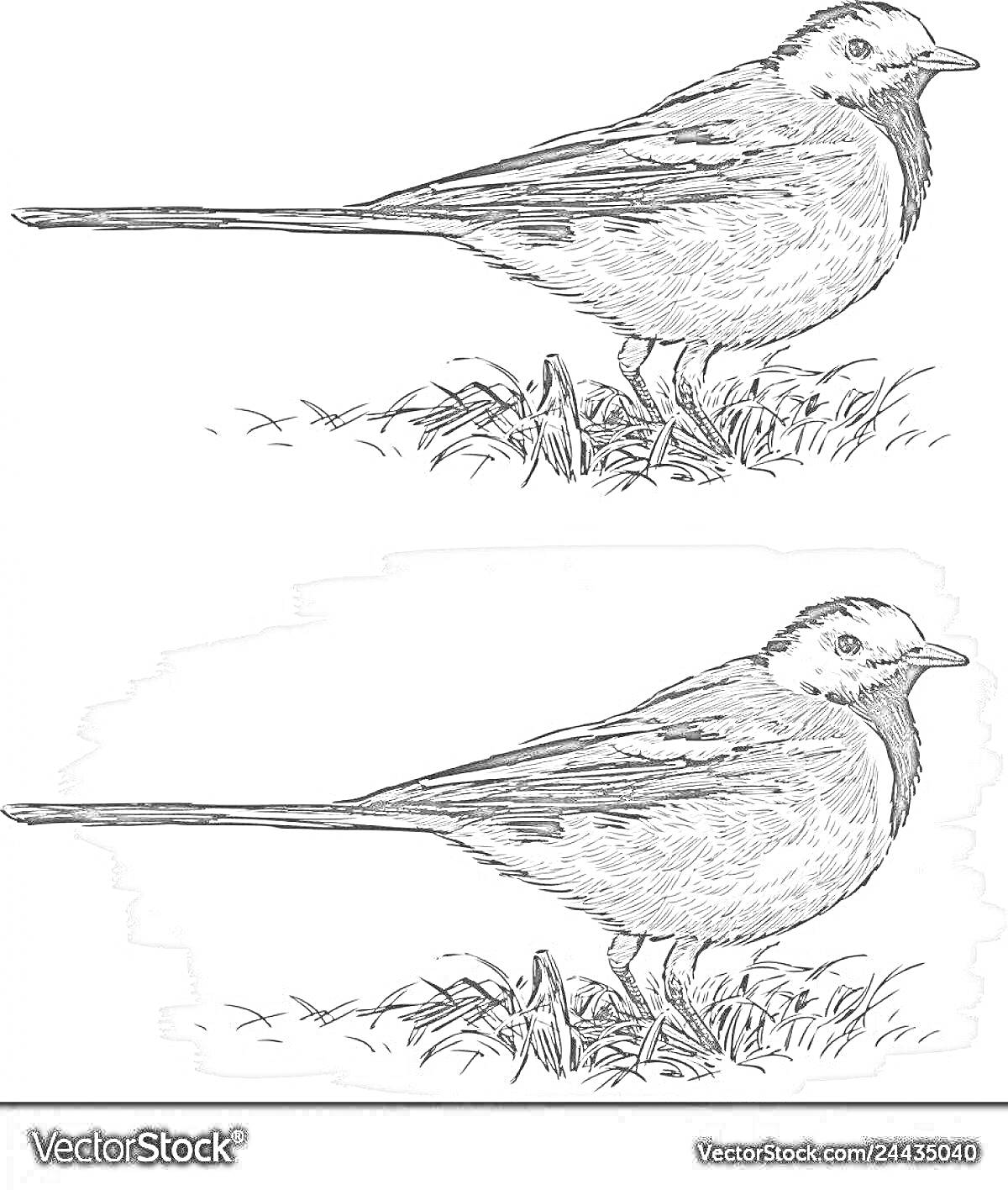 Раскраска Две трясогузки, стоящие на траве, с фоном и без фона