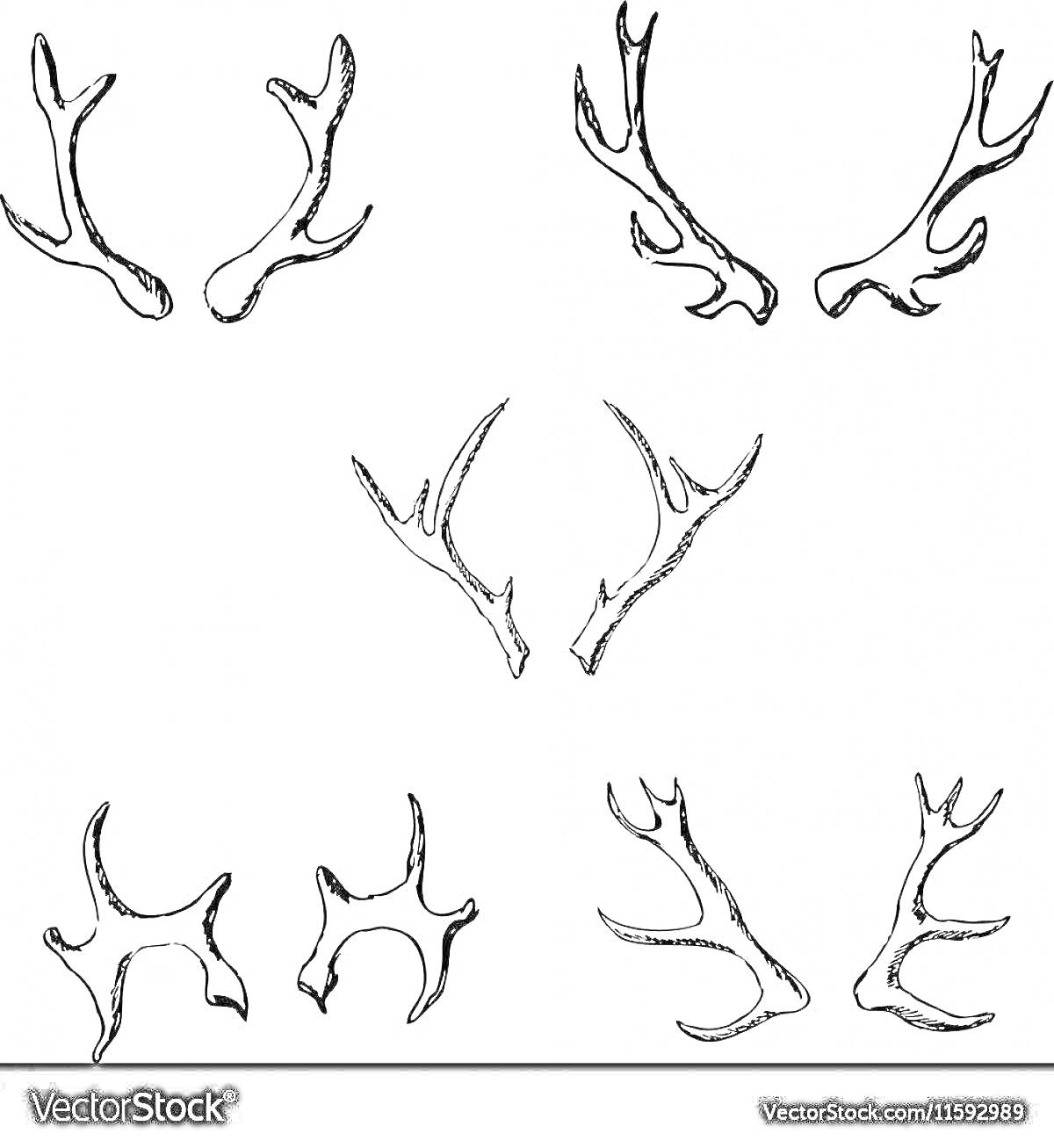 Раскраска Набор рисунков разных типов рогов оленя