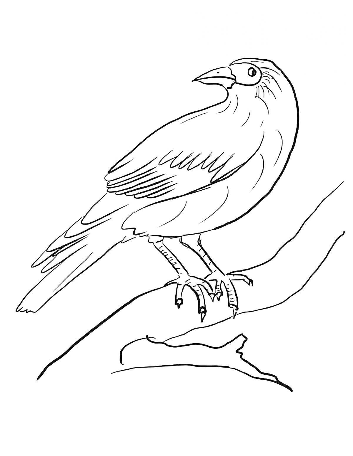 Раскраска Зимующая птица на ветке