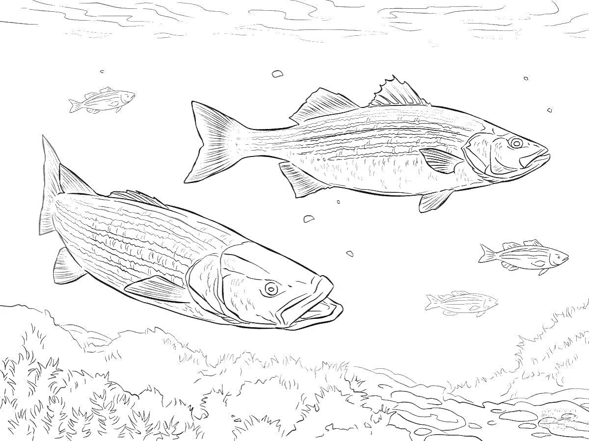Две крупные рыбы с полосками на теле и несколько мелких рыбок на заднем плане, подводный пейзаж с водорослями