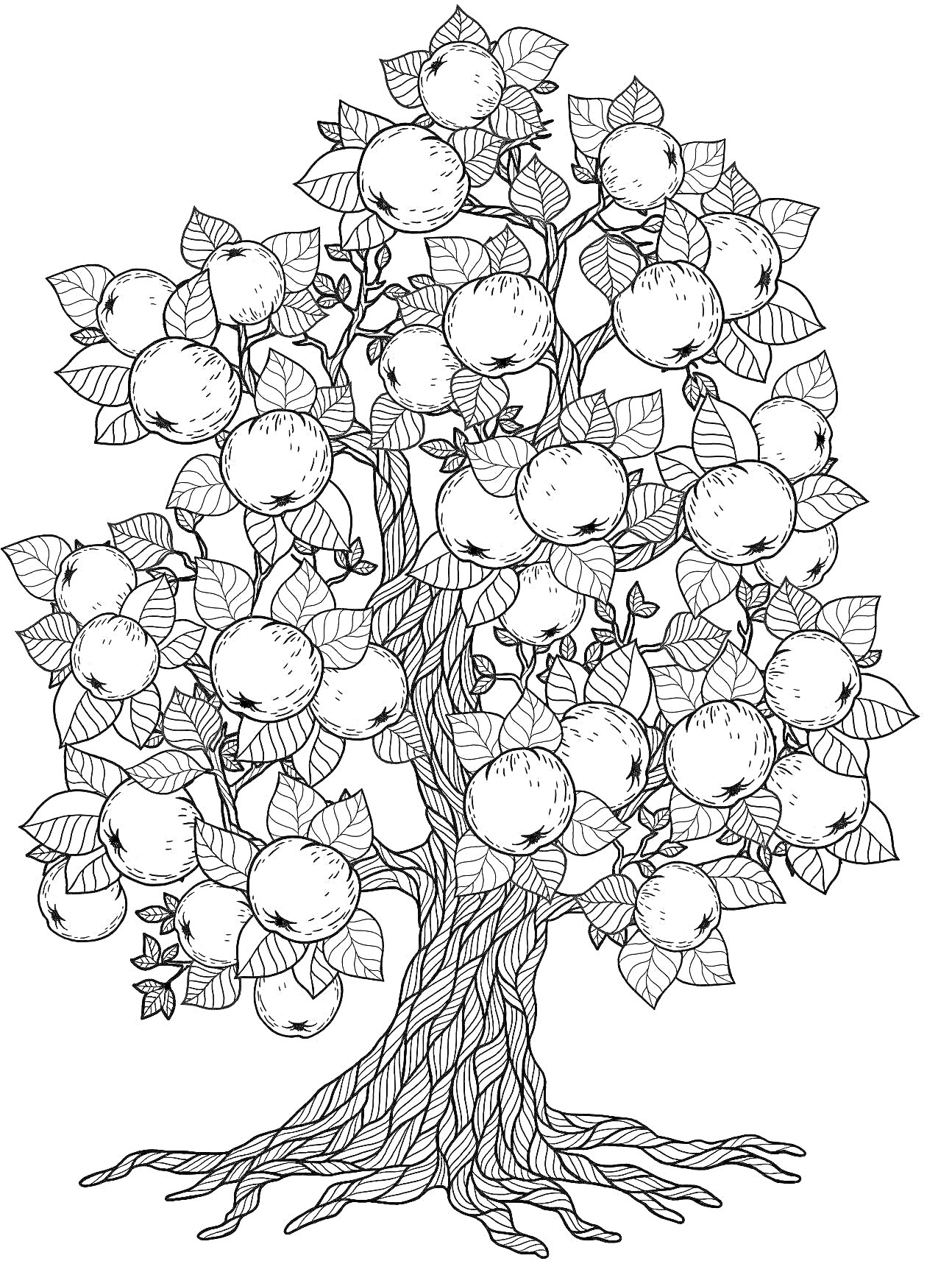 На раскраске изображено: Яблоня, Листья, Корни, Природа, Фрукты
