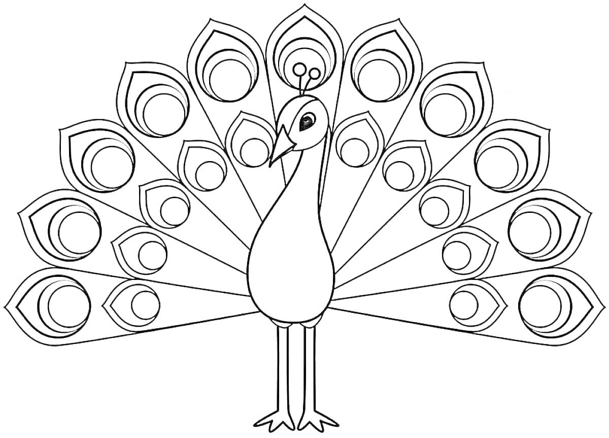 Раскраска Раскраска павлин с распущенным хвостом и круглыми узорами на перьях