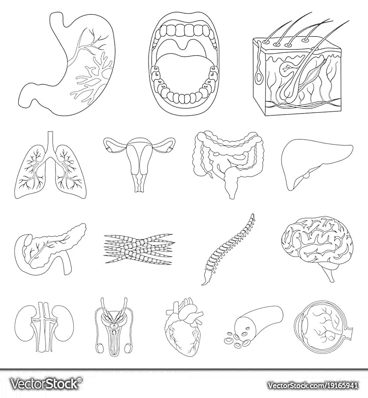 Раскраска Органы человека для детей: желудок, рот с зубами и языком, кожа с волосами, легкие, матка, толстая кишка, печень, почки, мышечные волокна, позвоночник, мозг, сердце, капиллярная сеть, селезенка, глаз.