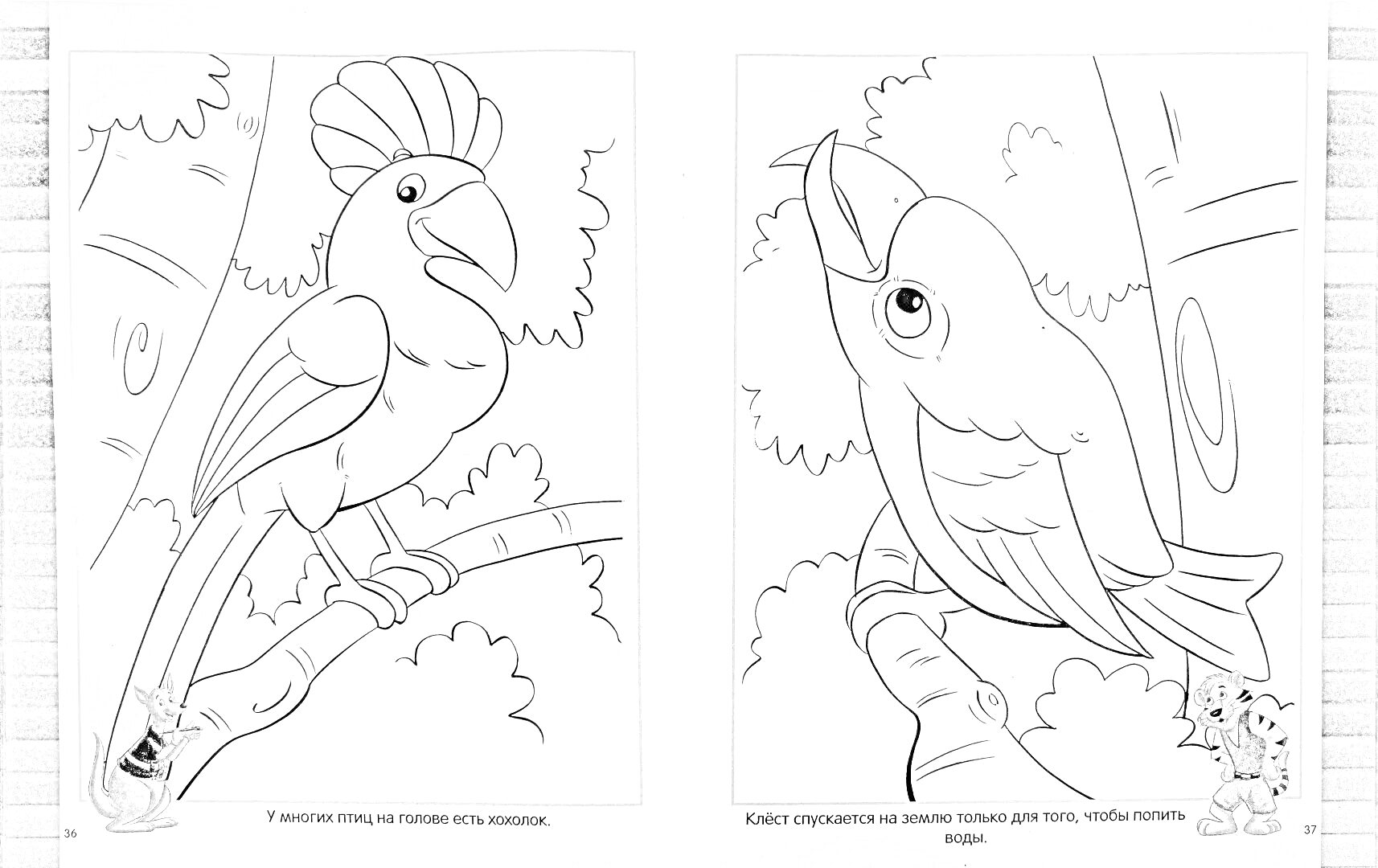 Раскраска Птицы в лесу: два попугая на ветках, белка и пень