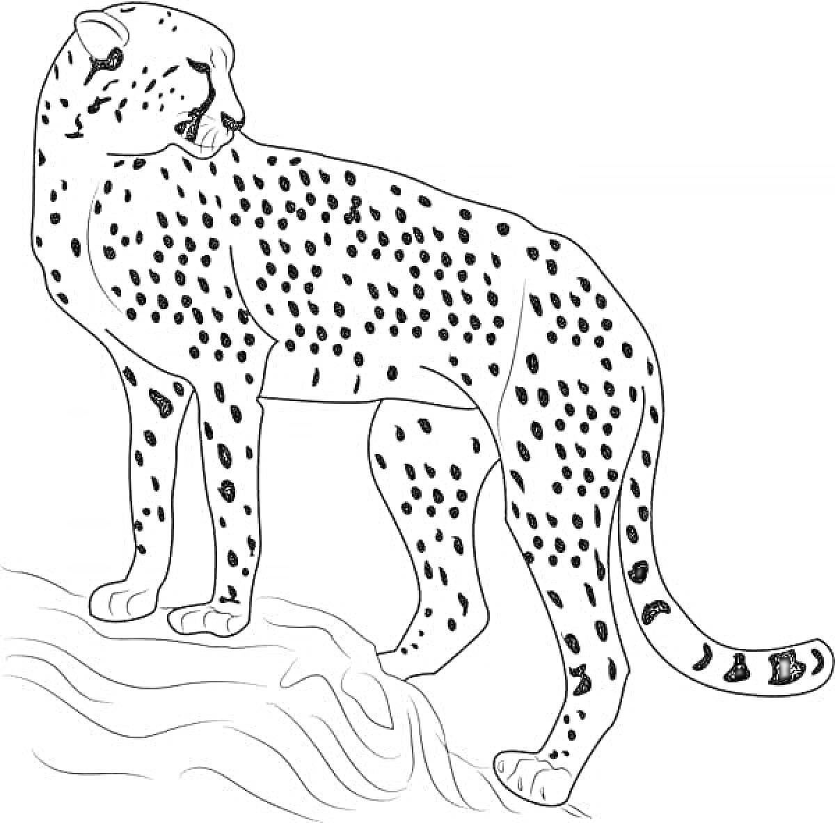 На раскраске изображено: Гепард, Природа, Дикие животные