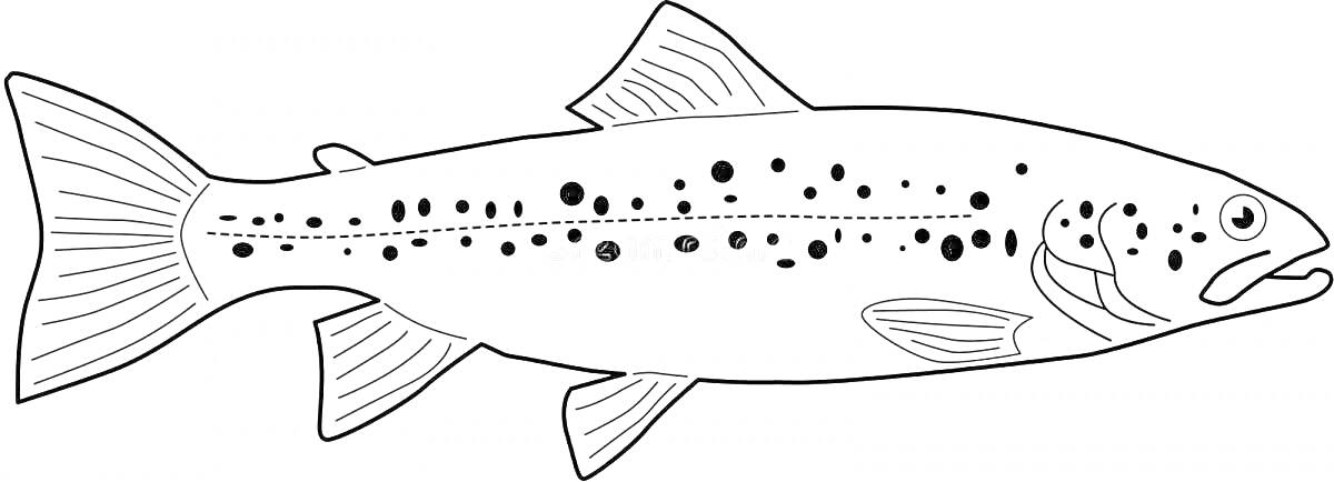 Раскраска Раскраска с изображением форели с пятнами и линиями на теле