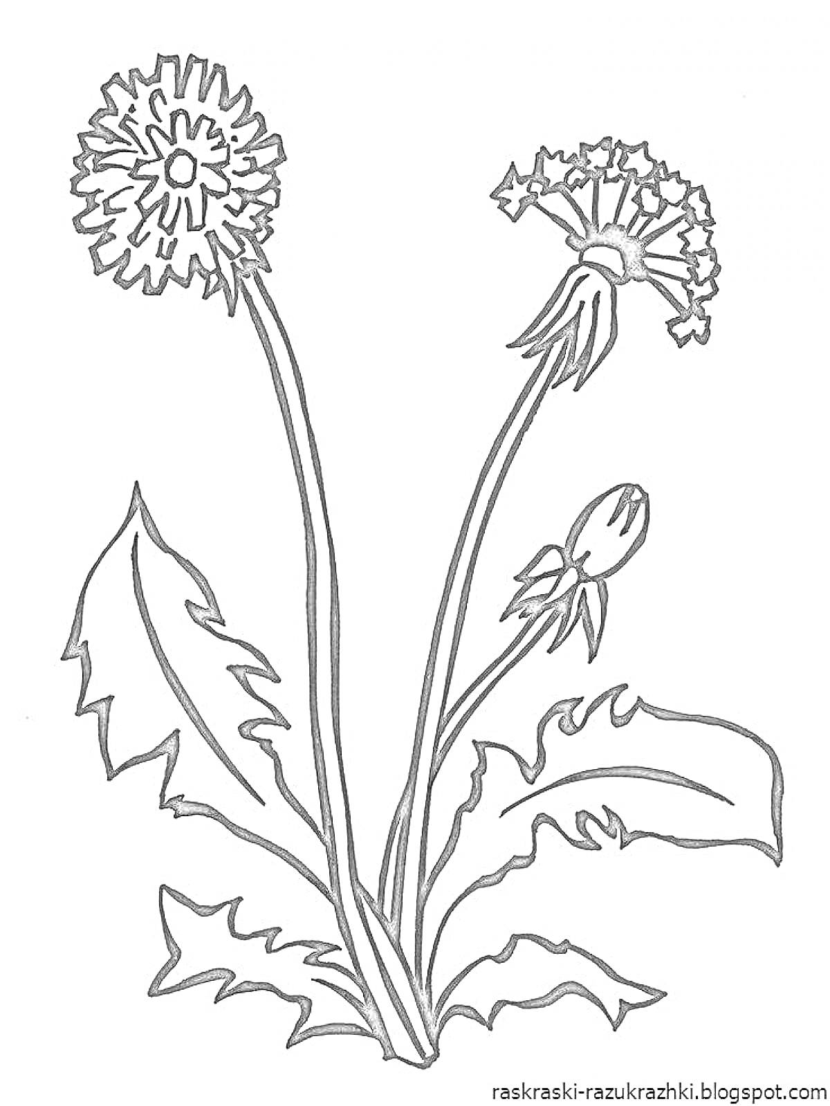 Раскраска Одуванчик с листьями и тремя стадиями цветка