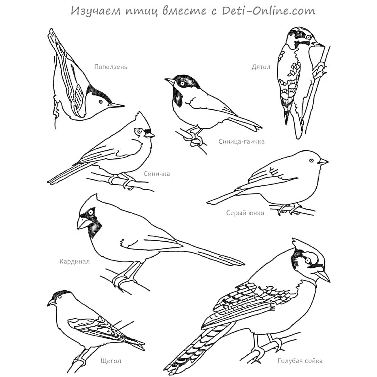 Раскраска Зимующие птицы - поползень, синица, дятел, свиристель, снегирь (самец), щегол, кардинал, голубая сойка.