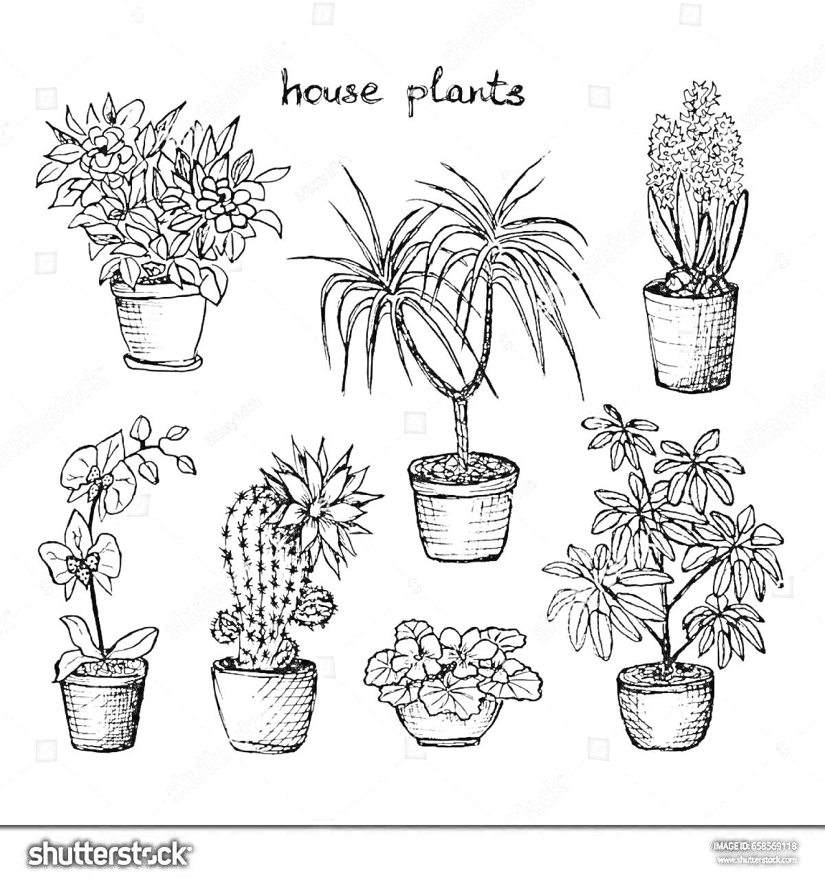 На раскраске изображено: Комнатные растения, Гиацинт, Горшки, Цветы, Ботаника