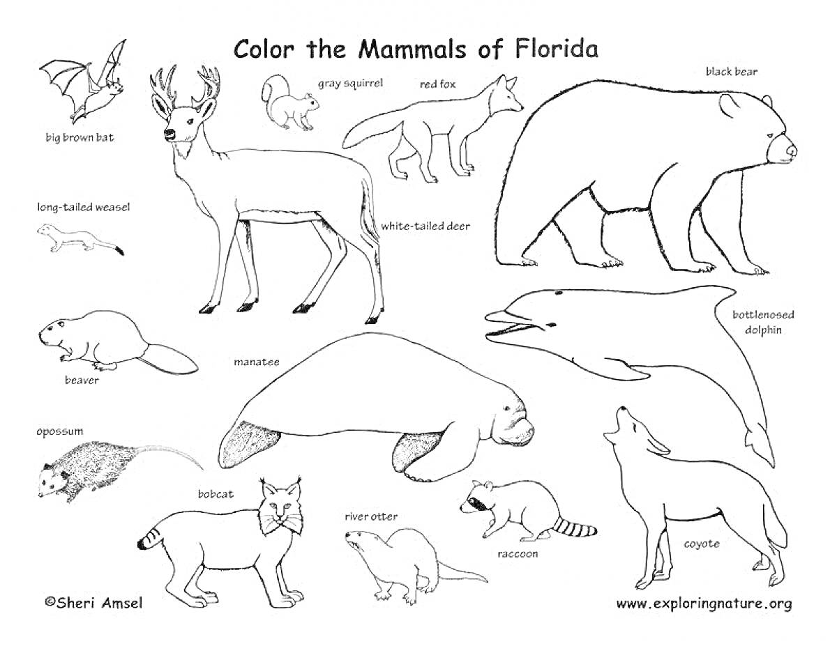 Раскраска Млекопитающие Флориды: большой бурый медведь, западный серый олень, рыжая рысь, белохвостый олень, лисичка-карликовая лиса, длиннохвостый ласка, речной бобр, выдра, манат, серая лиса, морская свинья, восточная рыжая летучая мышь, опоссум, койот, рыжий сер