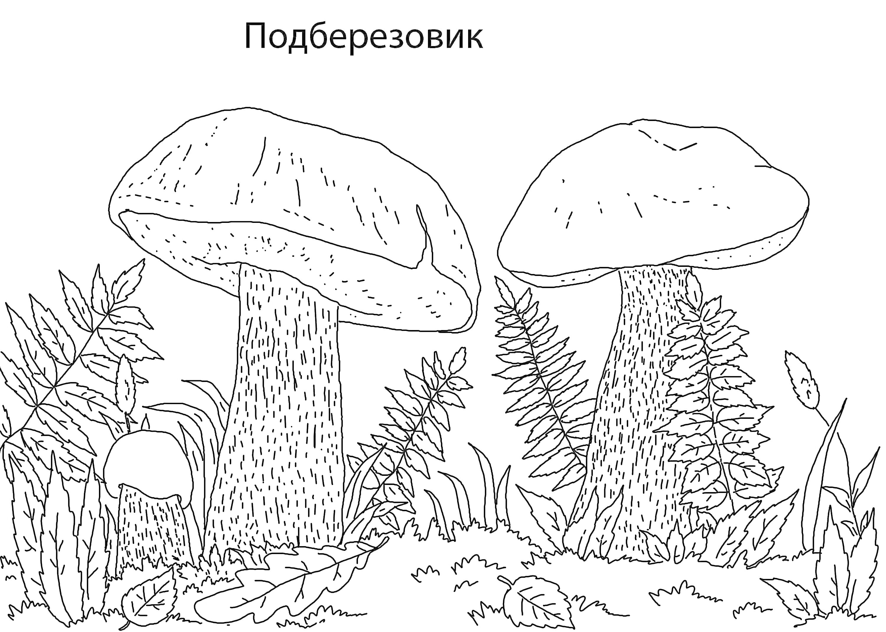 Подберезовик с травой и листьями