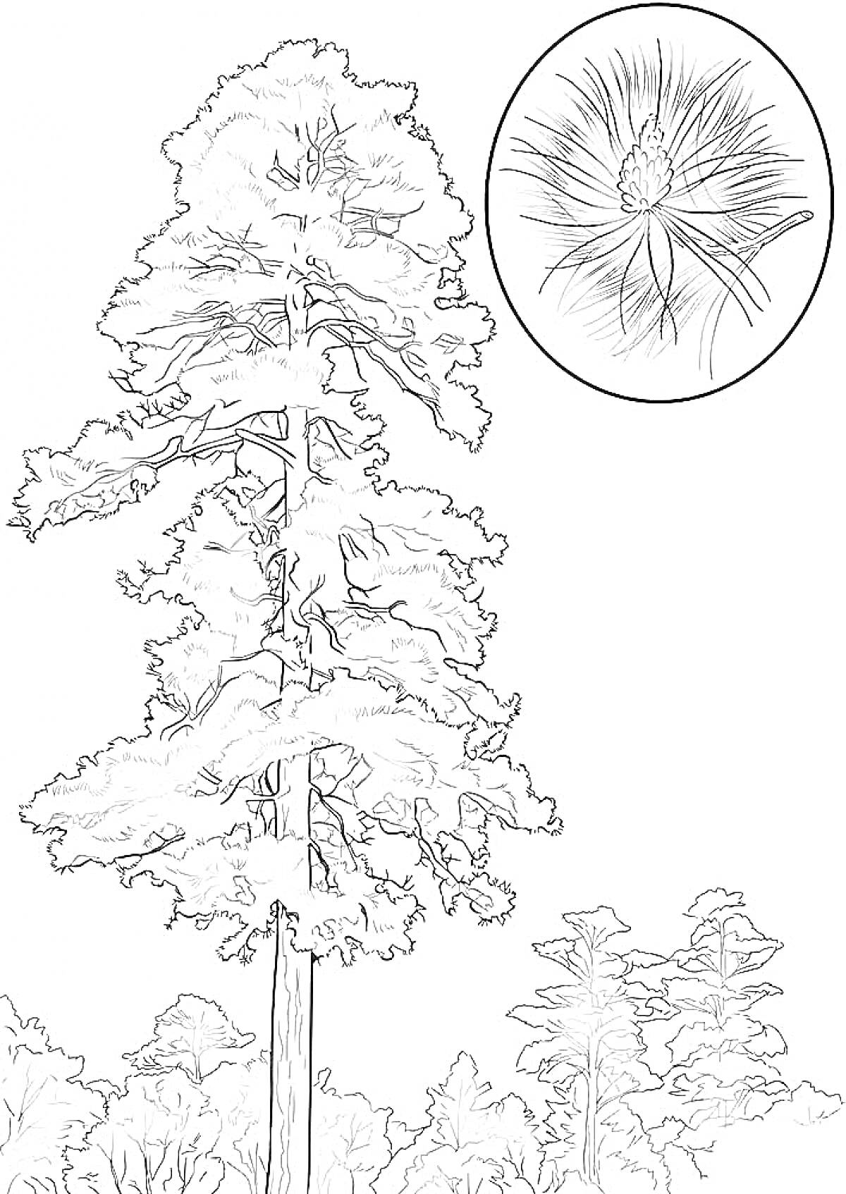Раскраска Ветвистая сосна крупным планом с видимым окружением и увеличенным изображением сосновой иголки