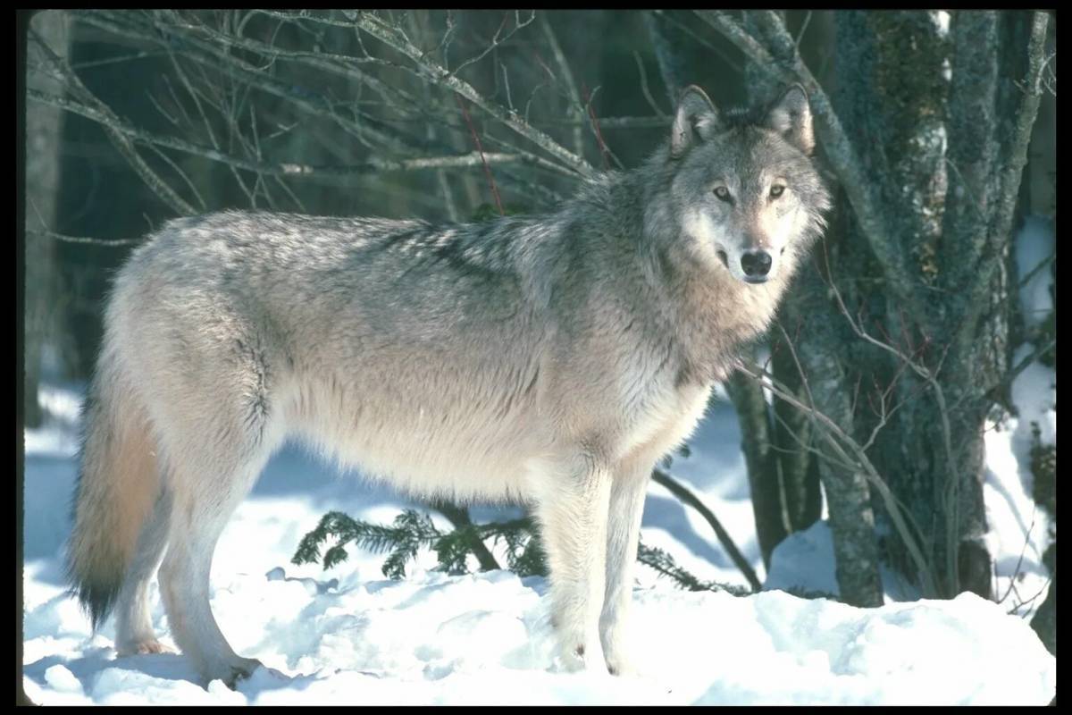 Волк детям о животных. Тундровый волк. Canis Lupus Linnaeus. Волк серый. Волк для детей.