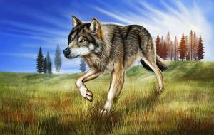 Раскраска волк для детей #1 #1181