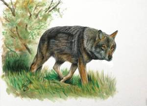 Раскраска волк для детей #3 #1183