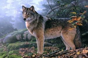 Раскраска волк для детей #23 #1203